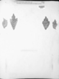 Phoma macularis image